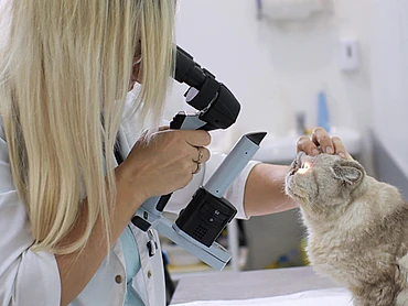 veterinario con un perro